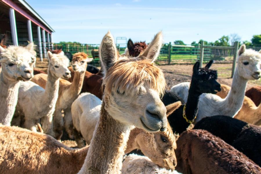 ミネソタ繊維：農場から毛糸への旅 