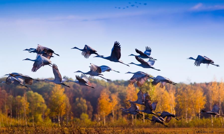 Vivi la migrazione autunnale sul sentiero degli uccelli dal pino alla prateria 