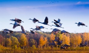 Vivi la migrazione autunnale sul sentiero degli uccelli dal pino alla prateria 