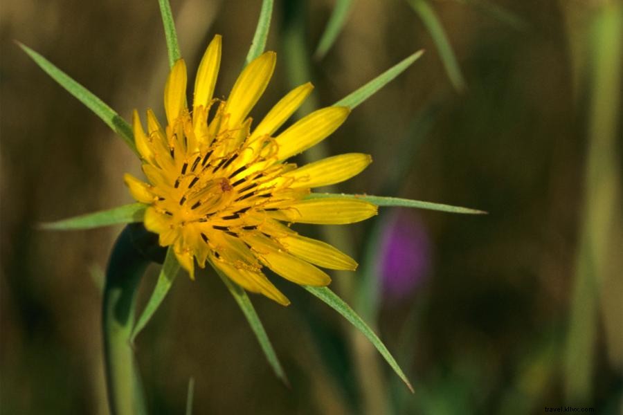 Dove vedere la prateria nativa di Tallgrass del Minnesota? 