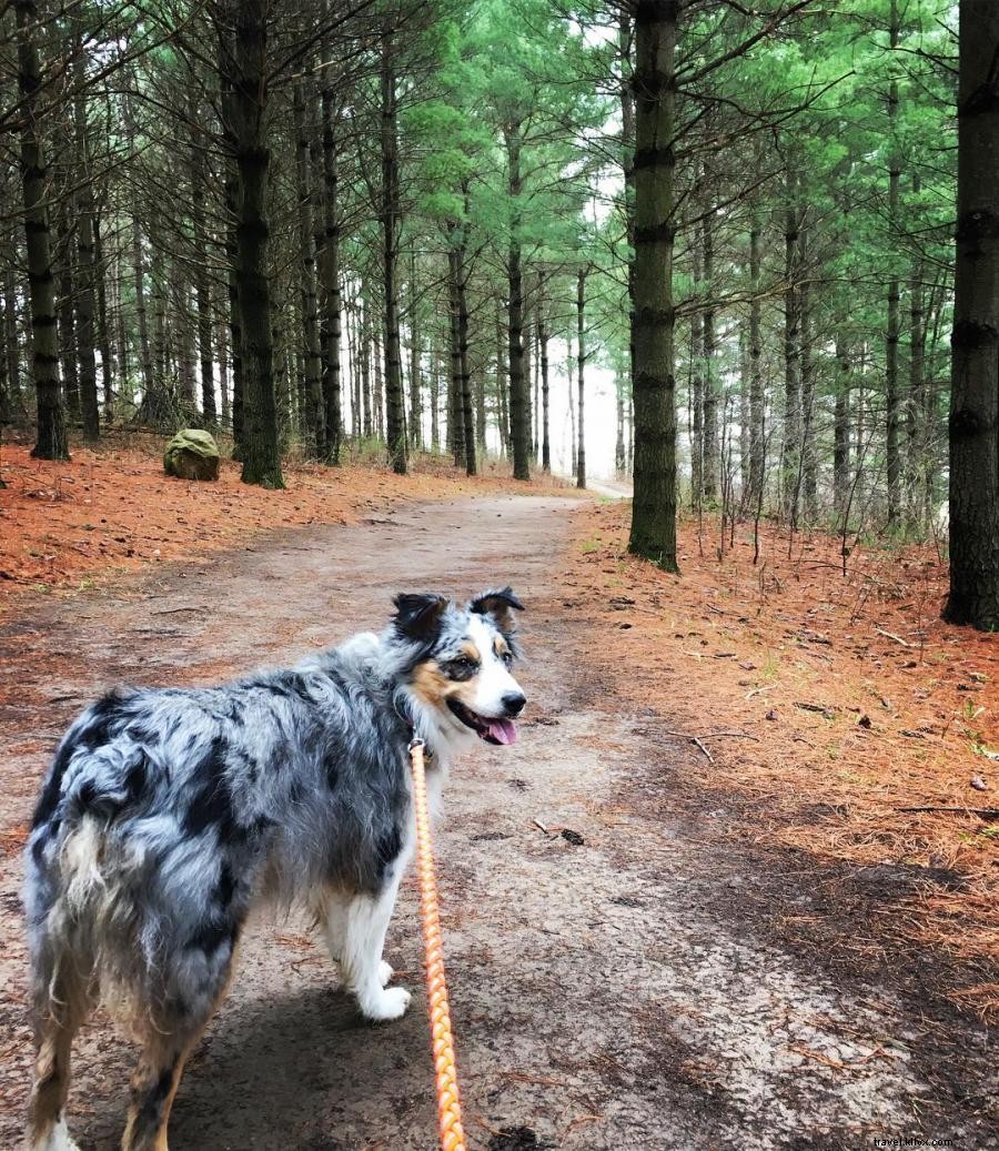 6ミネソタのハイキングと醸造所あなたとあなたの犬は気に入るはずです 