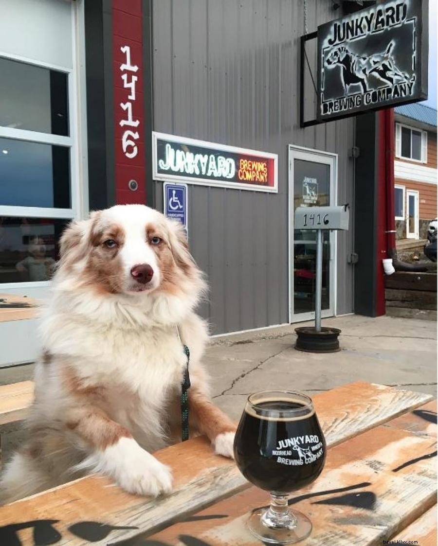 6 randonnées et brasseries du Minnesota que vous et votre chien adorerez 