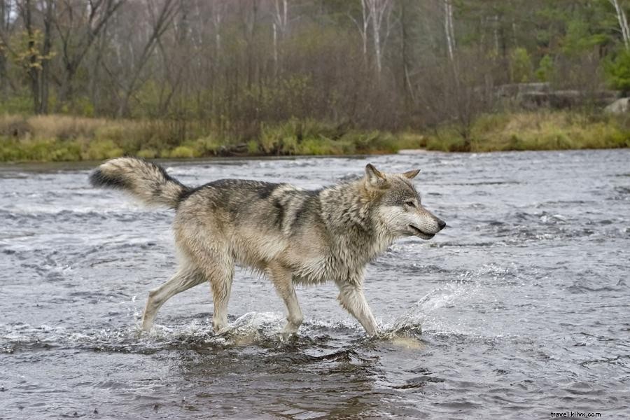 Incontra lupi e orsi negli Ely s Wildlife Centers 