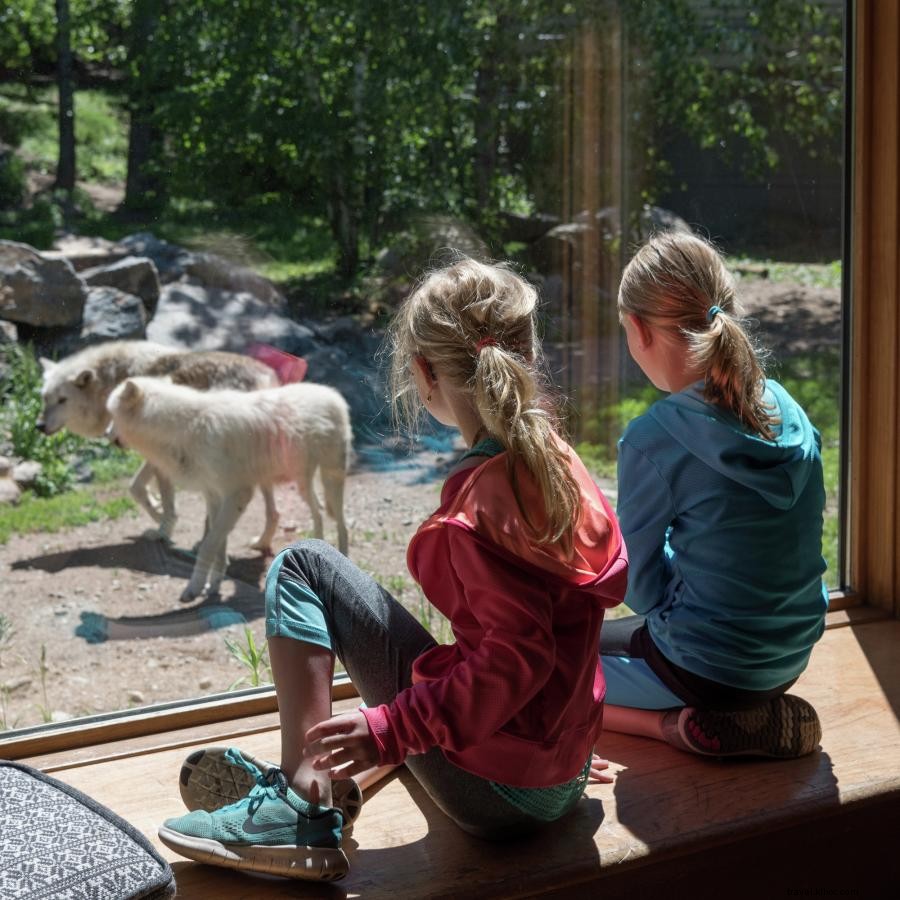 Rencontrez des loups et des ours dans les centres de la faune d Ely 