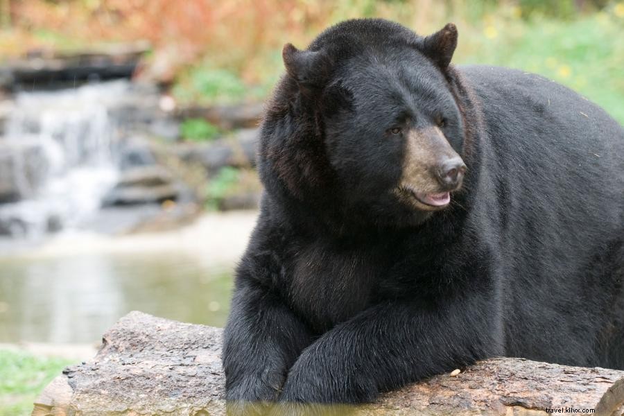 エリーズワイルドライフセンターでオオカミとクマに会いましょう 