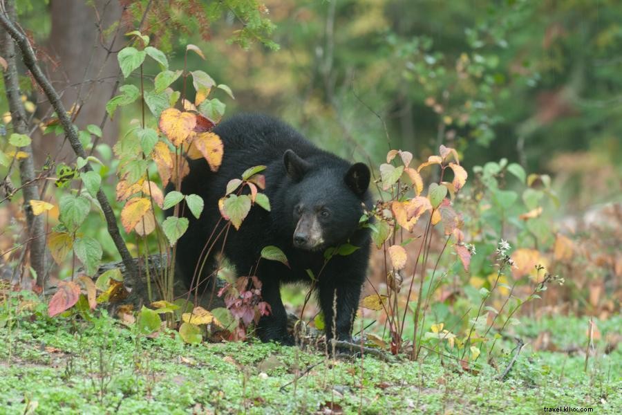 エリーズワイルドライフセンターでオオカミとクマに会いましょう 