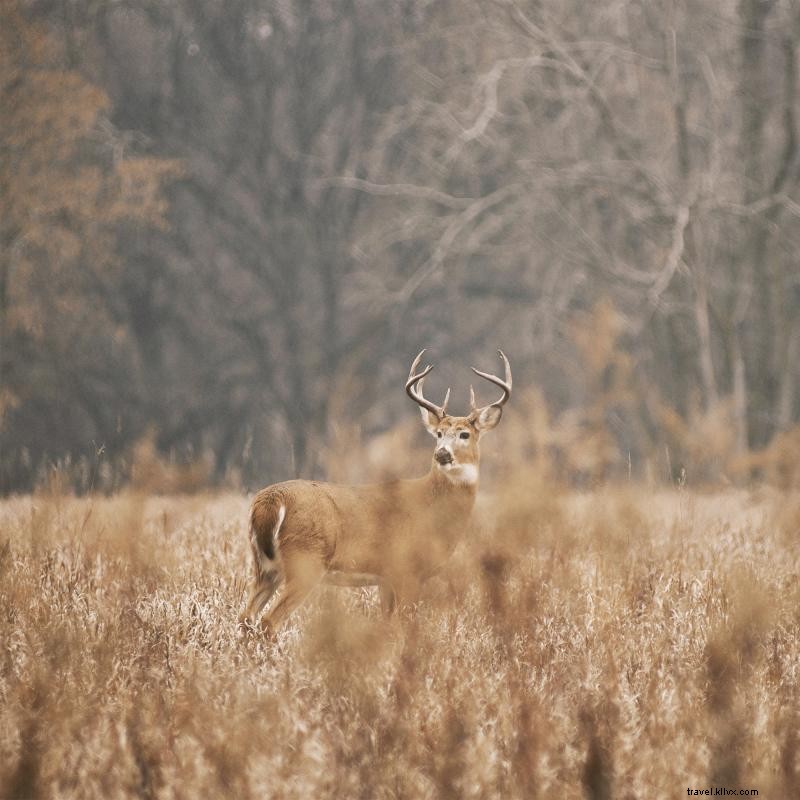 ミネソタで鹿を狩るのに最適な場所 