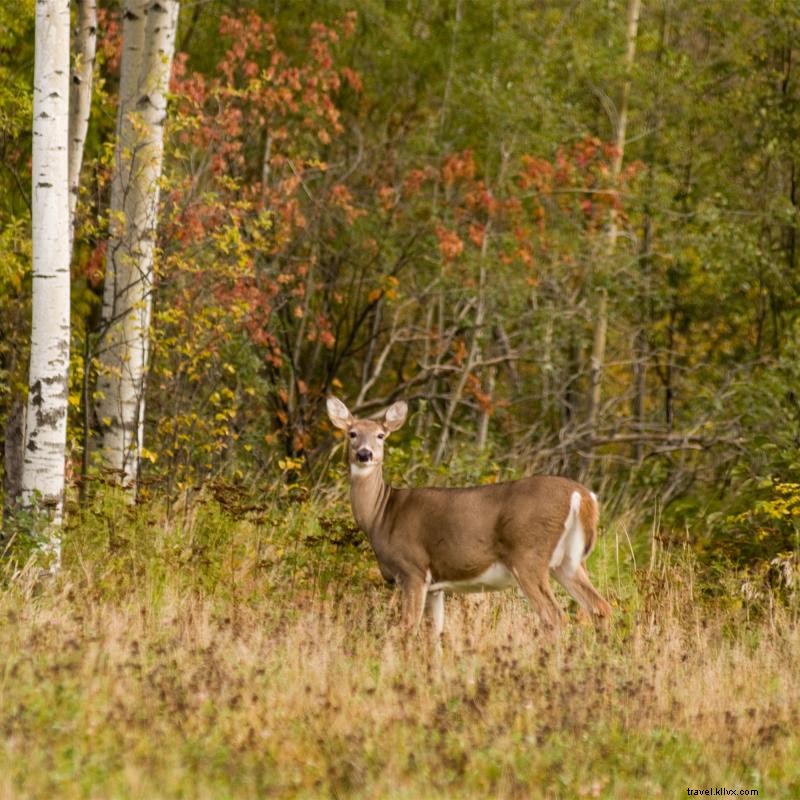 Los mejores lugares para cazar ciervos en Minnesota 