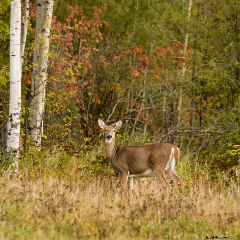 Les meilleurs endroits pour chasser le cerf au Minnesota 