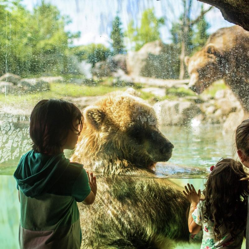 Berbaur Dengan 5, 000 Hewan di Kebun Binatang Minnesota 