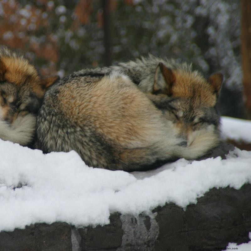 Mêlez-vous à 5, 000 animaux au zoo du Minnesota 