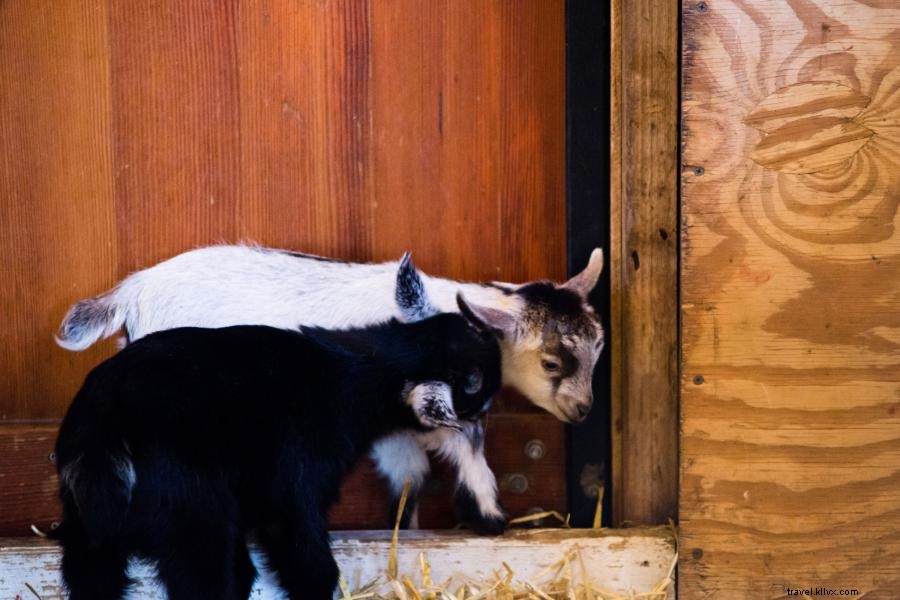 Mêlez-vous à 5, 000 animaux au zoo du Minnesota 