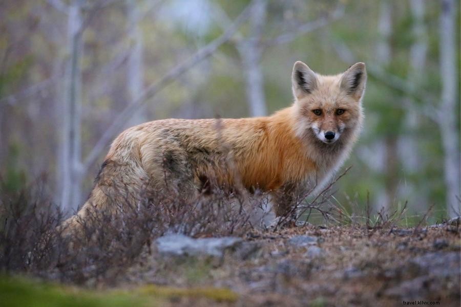 Motoneige votre chemin à travers le nord-est du Minnesota 