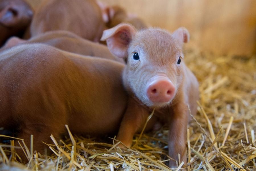 Fawn Over Spring Babies em Minnesota Zoos 