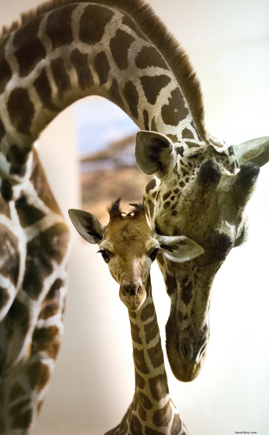 ミネソタ動物園で春の赤ちゃんに子鹿 