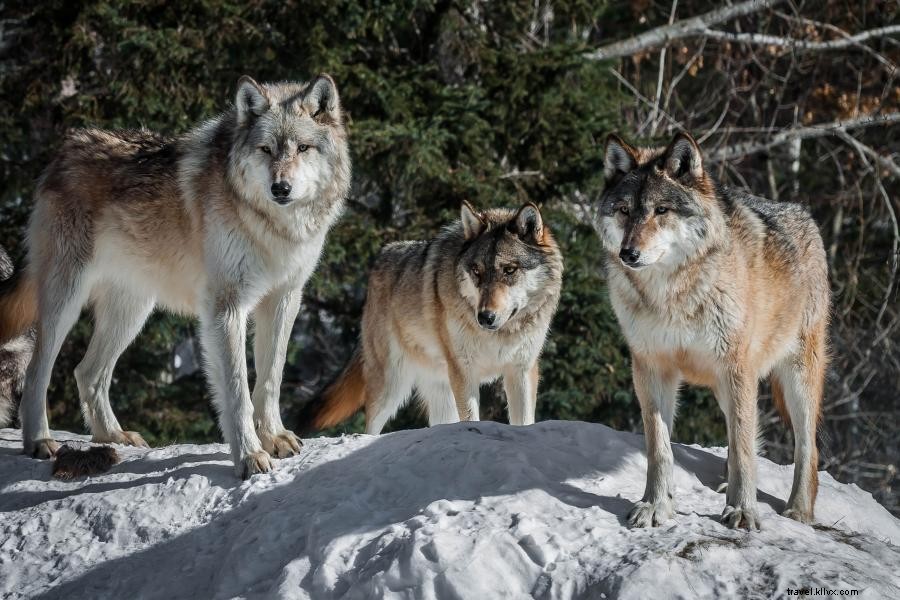 Admirez des vues spectaculaires et la faune en faisant de la motoneige au Minnesota 