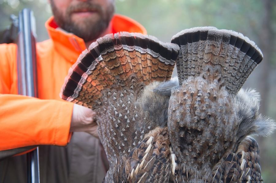 ミネソタ州の高地の鳥の狩猟：ライチョウ、 キジなど 