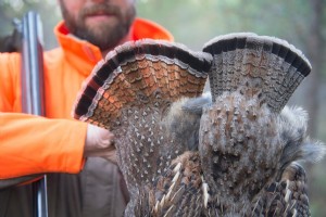 Caça de pássaros nas terras altas em Minnesota:tetrazes, Faisão e mais 