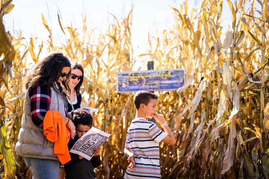 Labirintos de milho tornam o outono divertido por design 