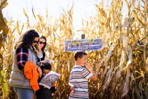 Labirintos de milho tornam o outono divertido por design 