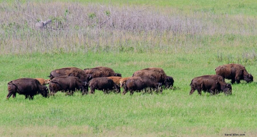 Dónde ver bisontes en Minnesota 