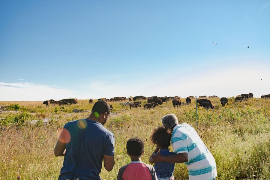 Onde ver bisões em Minnesota 