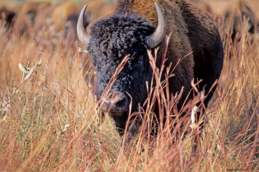 Onde ver bisões em Minnesota 