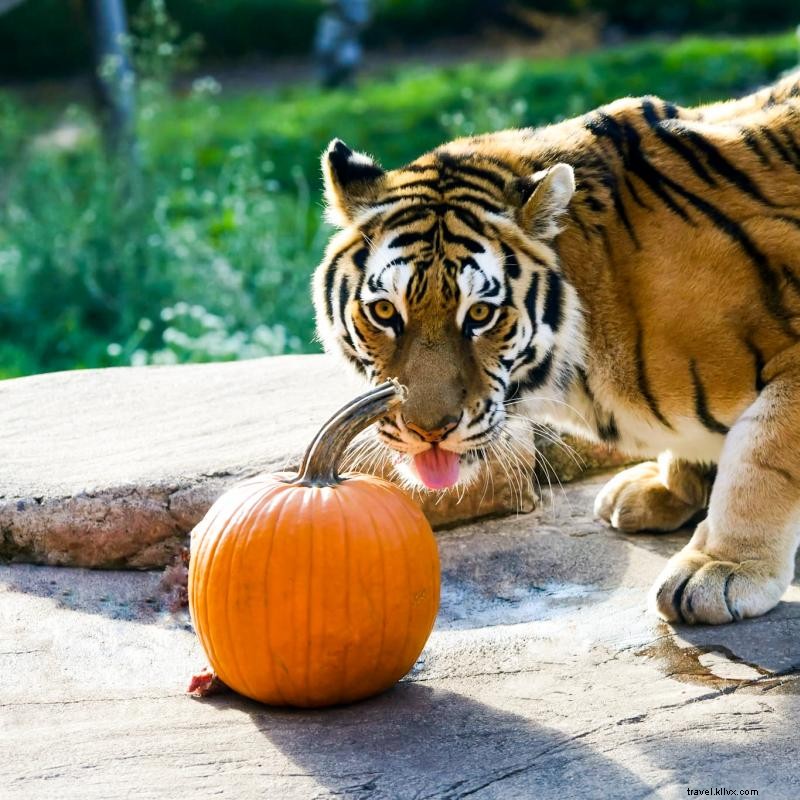 Temporada espeluznante:cómo celebrar Halloween en 2021 