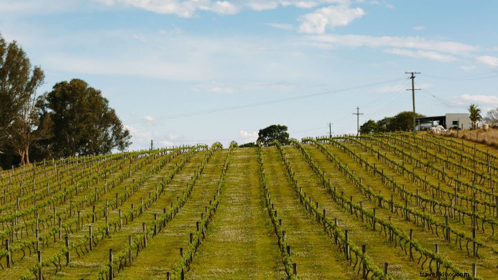 Descontraia-se nas vinhas:descubra as melhores vinícolas de Brisbanes 