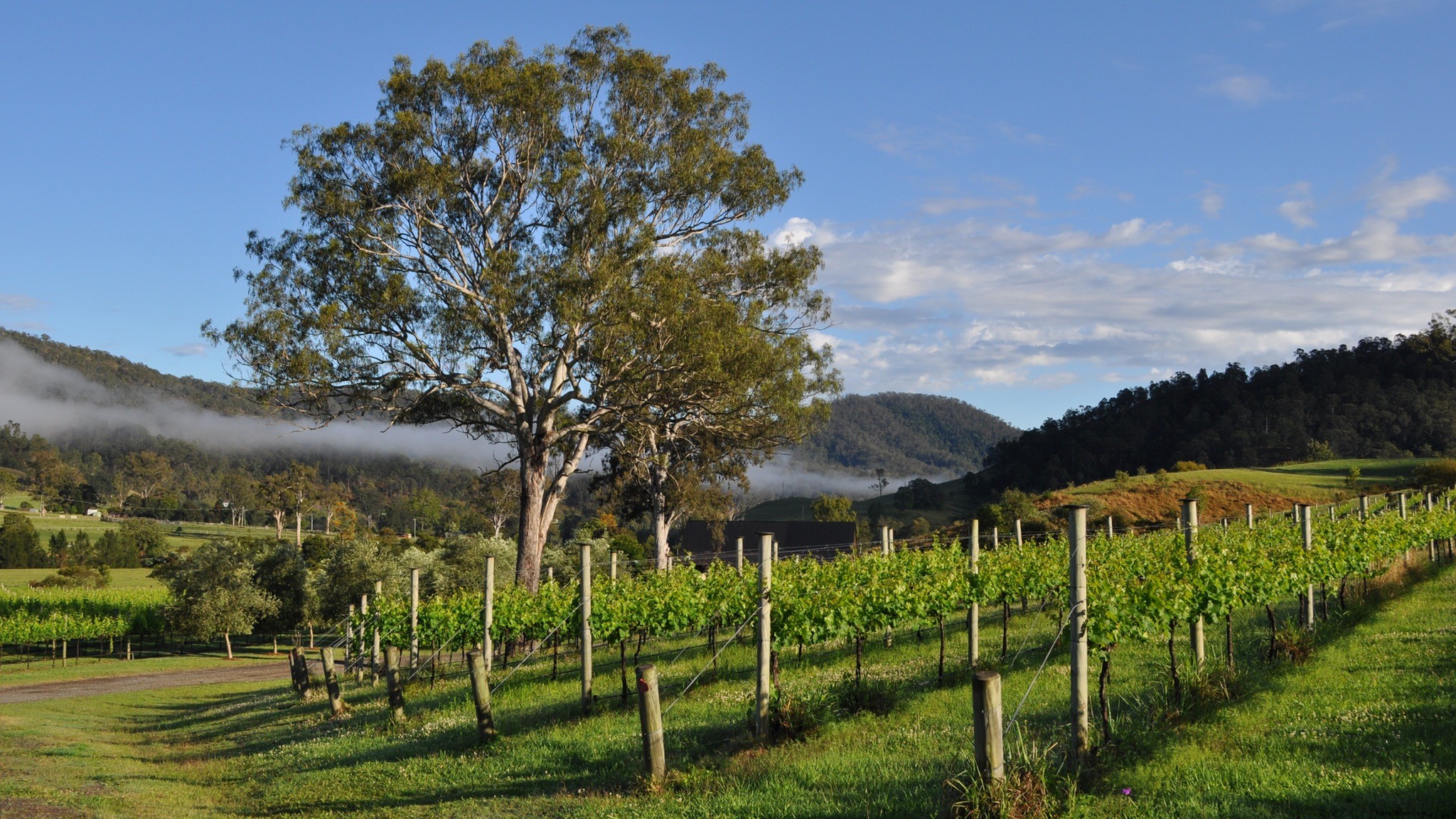 Détendez-vous dans les vignes :découvrez les meilleurs domaines viticoles de Brisbanes 