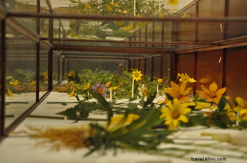 「ガラスの花」がボストンハーバード自然史博物館で活気づきます 