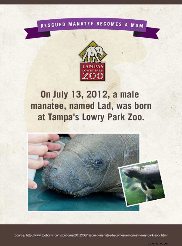 Stelle dello spettacolo:Baby Zoo Animals 