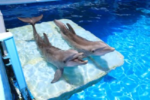 Dolphin Tale 2 met en lumière les bonnes œuvres de Clearwater Marine Aquarium 