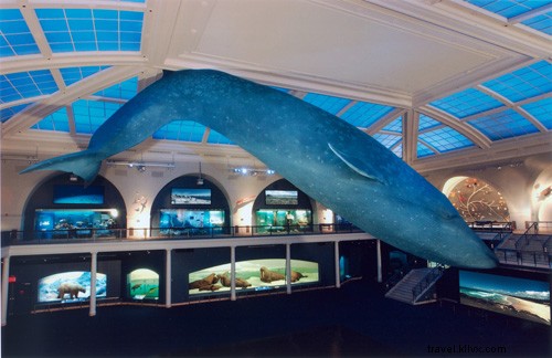 Información privilegiada y aspectos destacados en el Museo Americano de Historia Natural 