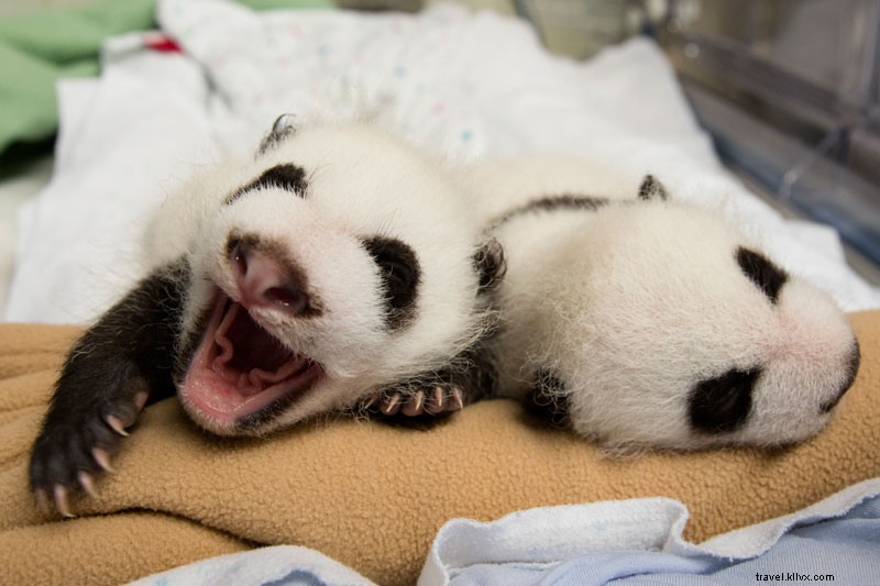 Élever des jumeaux panda 