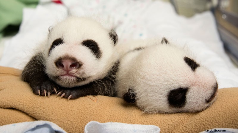 パンダの双子を育てる 