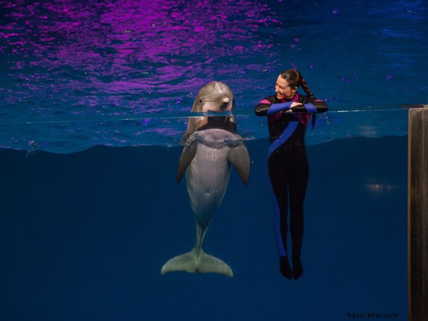 Una chiacchierata con un addestratore di delfini dell acquario della Georgia 