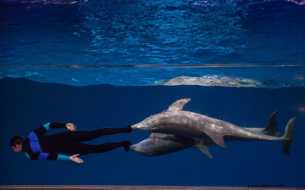 Um bate-papo com um instrutor de golfinhos do Georgia Aquarium 