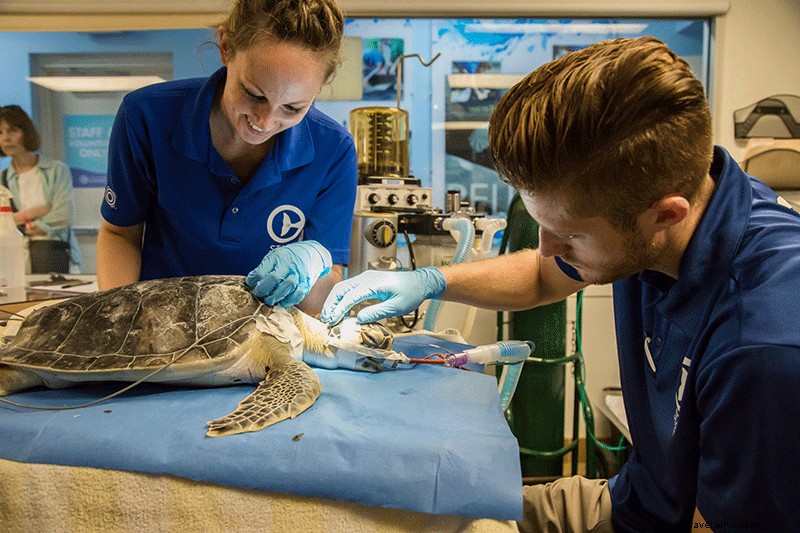 Clearwater Marine Aquarium met l accent sur le sauvetage, efforts de réadaptation 