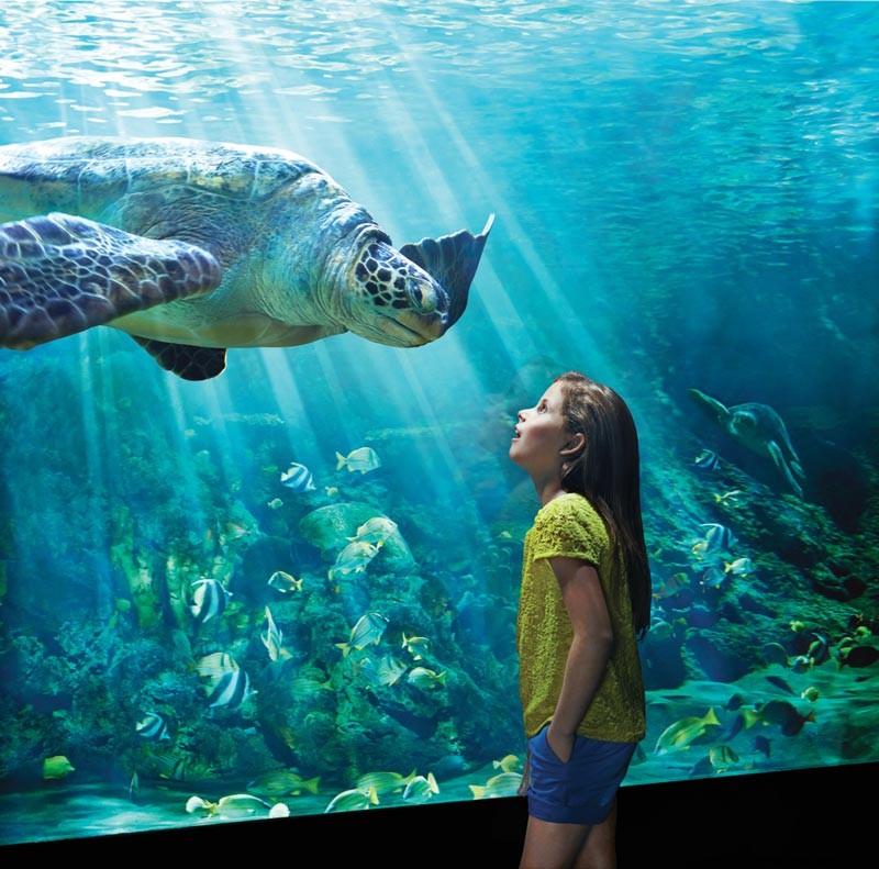La guía 2020 para visitar SeaWorld Orlando 