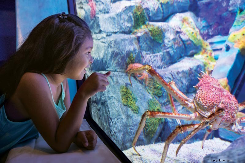 Le guide 2020 pour visiter SeaWorld Orlando 