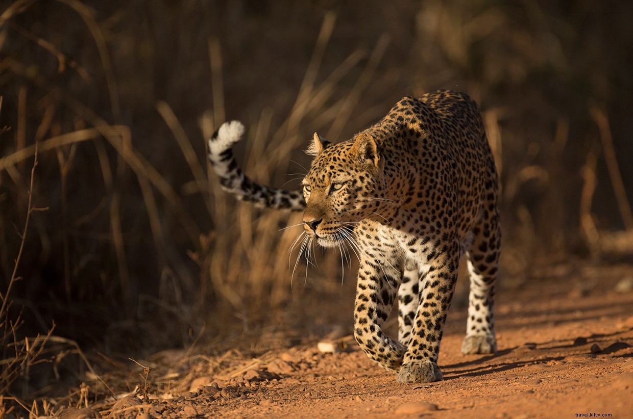Cuentos de leopardo 