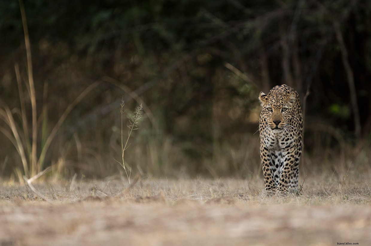 Cuentos de leopardo 