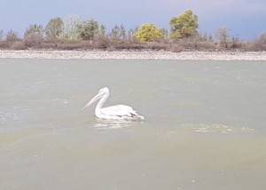 Observation des oiseaux au lac Kerkini et plus 