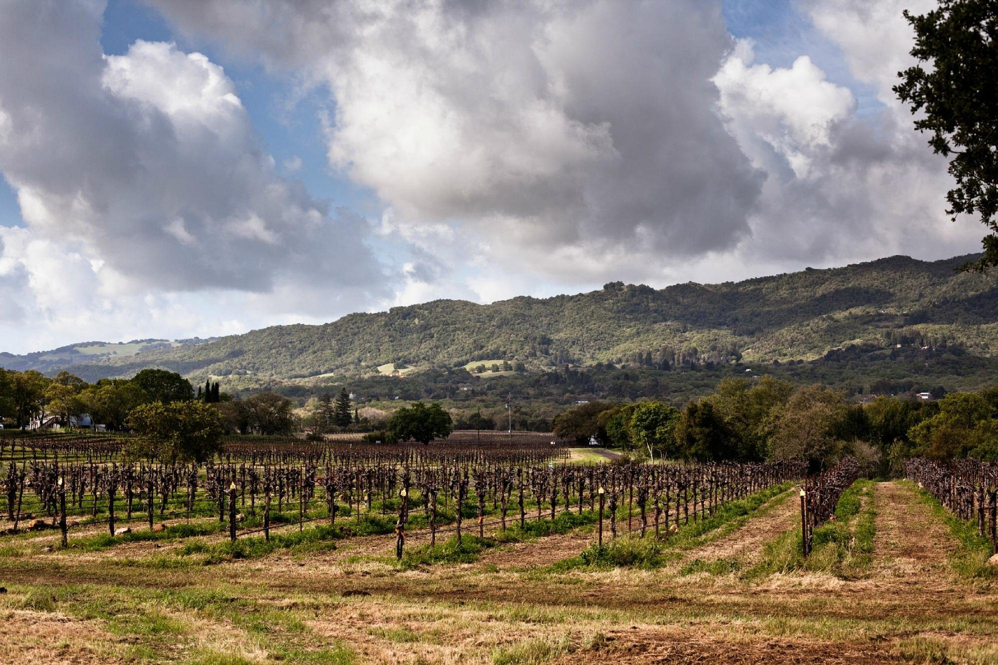 12 Pabrik Anggur Terbaik di Lembah Napa untuk Dikunjungi Sekarang 