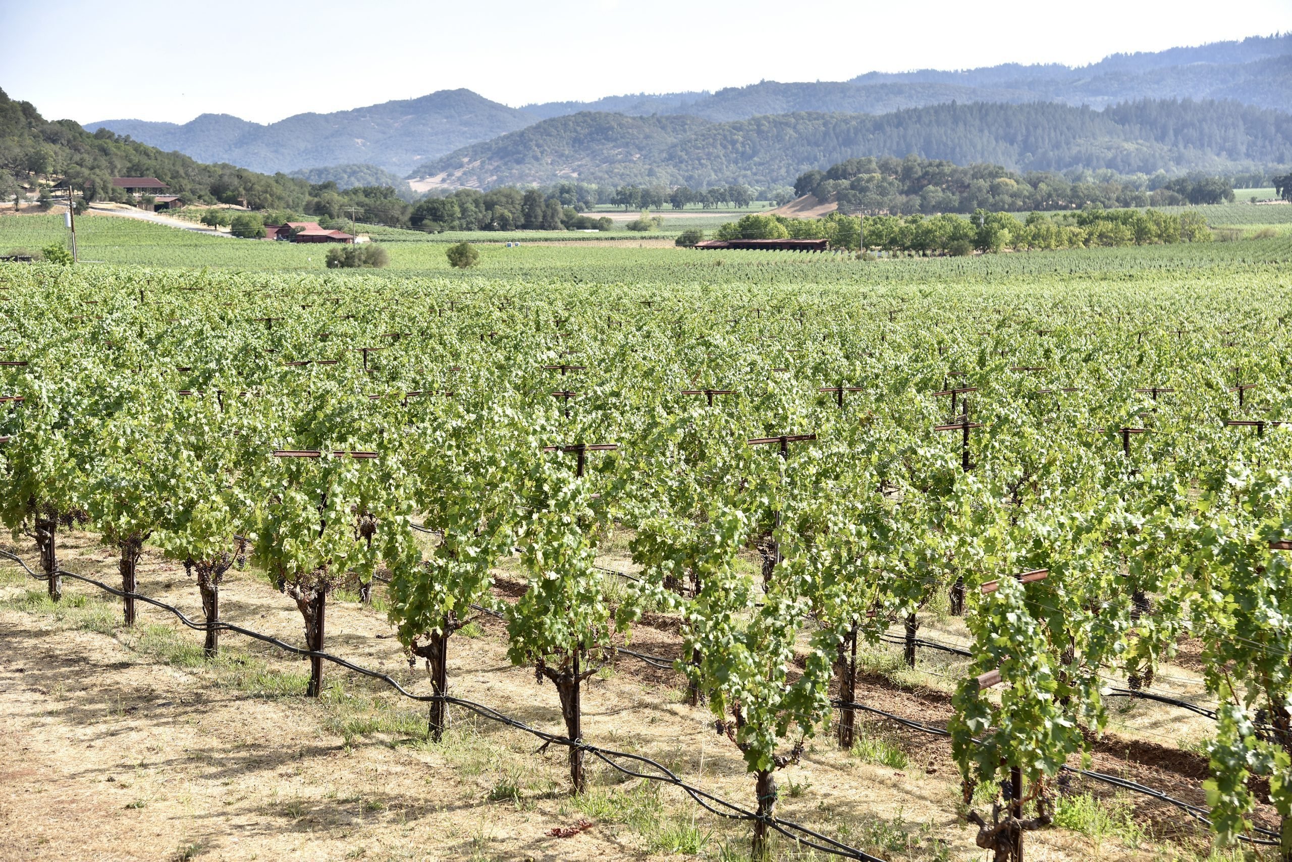 As 12 melhores vinícolas de Napa Valley para visitar agora 