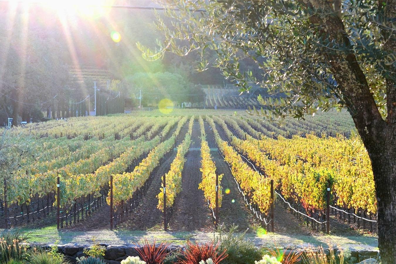 Les 12 meilleurs vignobles de Napa Valley à visiter maintenant 