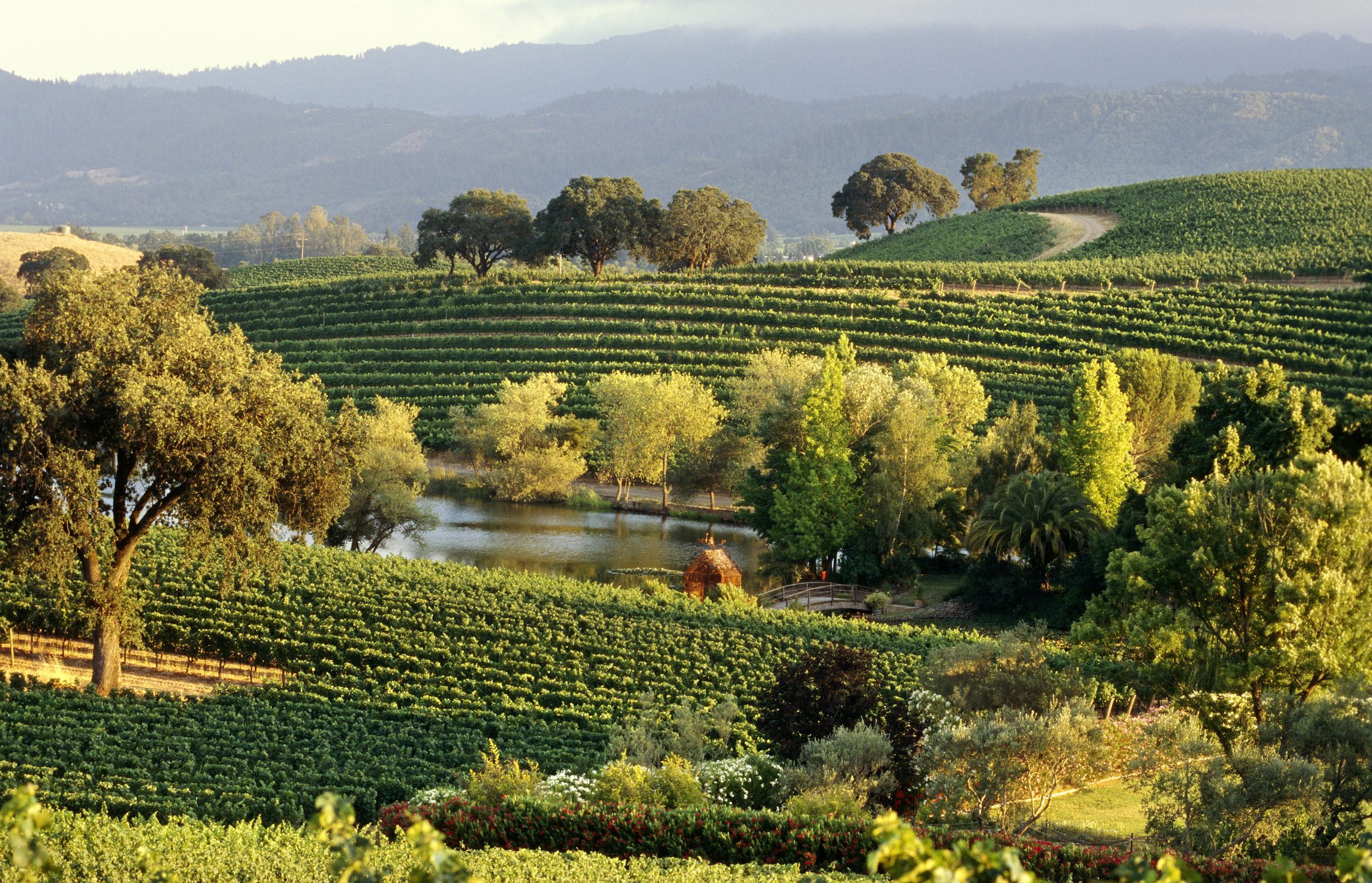 As 12 melhores vinícolas de Napa Valley para visitar agora 