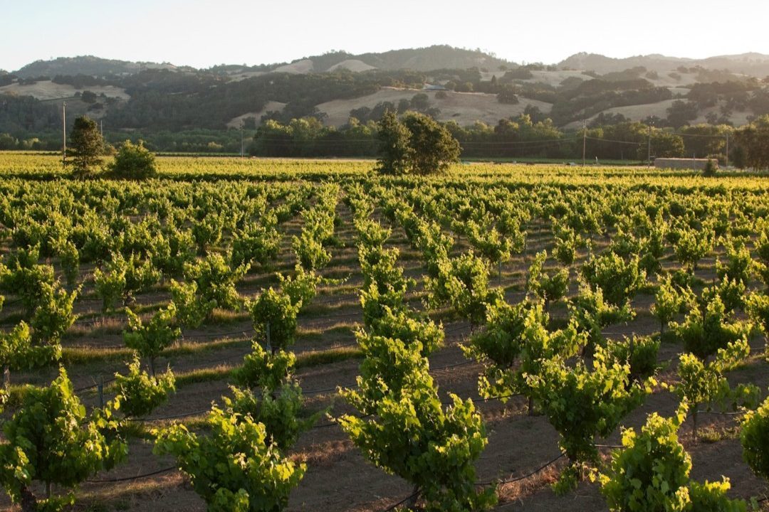 12 Pabrik Anggur Terbaik di Lembah Napa untuk Dikunjungi Sekarang 