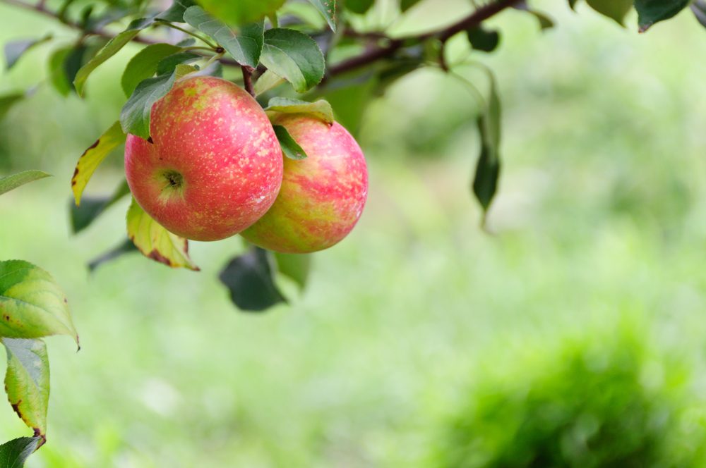 El mejor lugar para recoger manzanas en todos los estados 